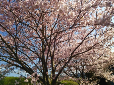 2015桜 (10).jpg