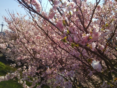 2015桜 (6).jpg