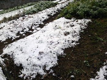 雪 (1).JPG